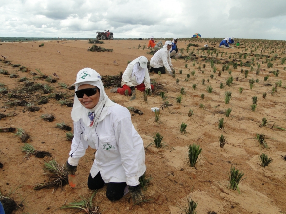   												Programa de controle ambiental de dunas						 (Foto:Ascom Semar)					